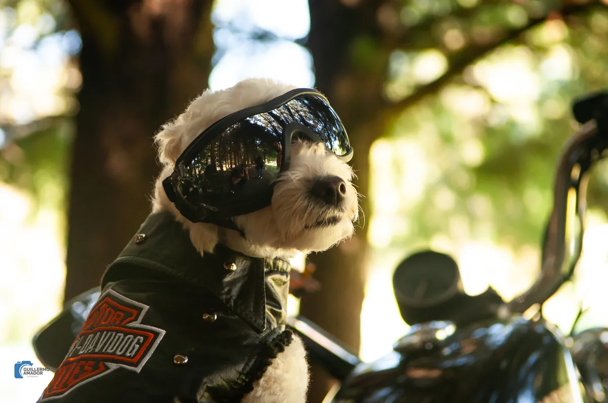 Perro de pelo blanco con goggles y chaleco de cuero negro, junto a una motocicleta, con árboles desenfocados al fondo.